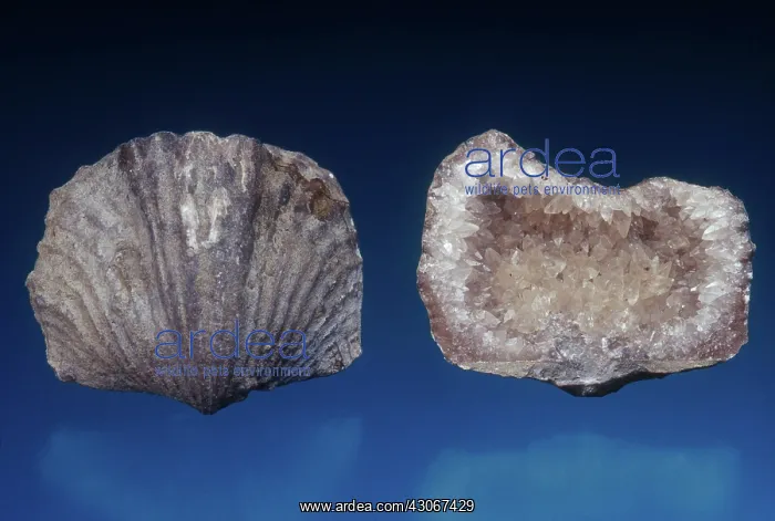 : Brachiopod Fossil : Brachiopod Fossil