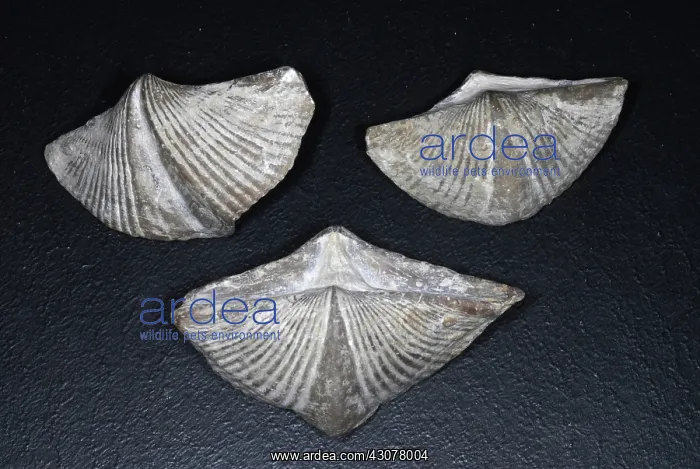 : Brachiopod Fossil : Brachiopod Fossil