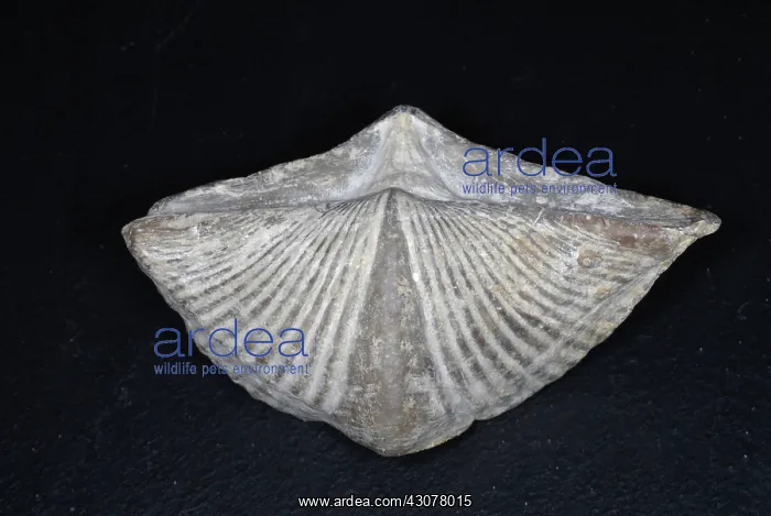 : Brachiopod Fossil : Brachiopod Fossil