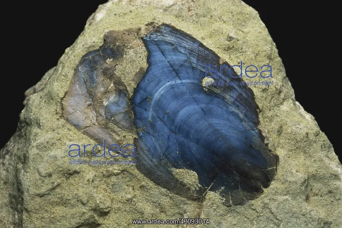 : Brachiopod Fossil : Brachiopod Fossil