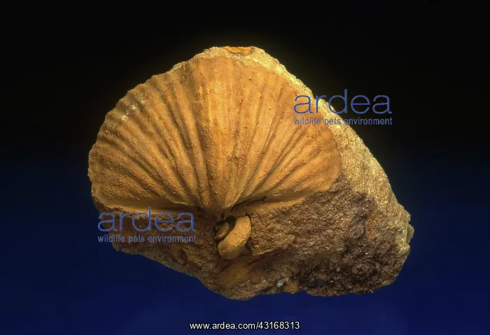 : Brachiopod Fossil : Brachiopod Fossil
