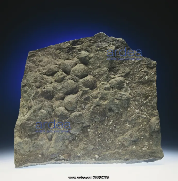 : Brachiopod Fossils : Brachiopod Fossils