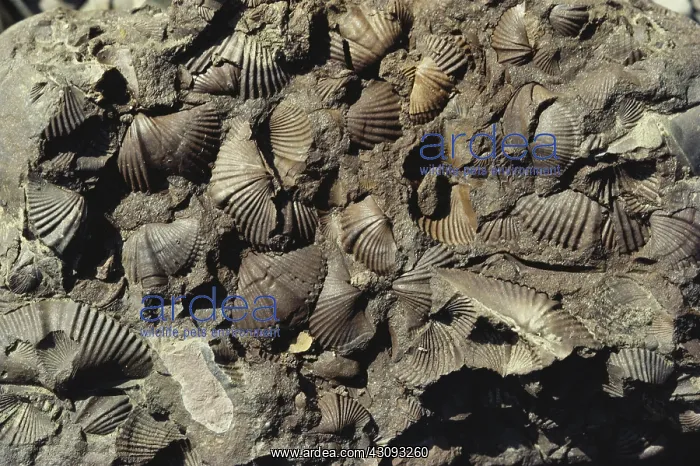 : Brachiopod Fossils : Brachiopod Fossils
