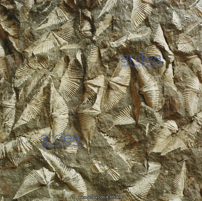 : Brachiopod Fossils : Brachiopod Fossils