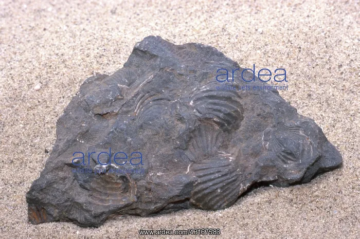 : Brachiopod Fossils : Brachiopod Fossils