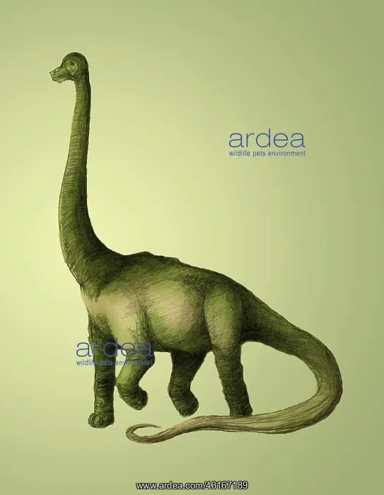 : Brachiosaurus : Brachiosaurus