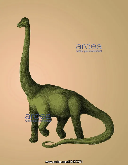 : Brachiosaurus : Brachiosaurus