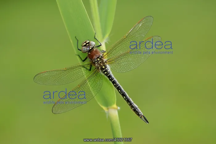 : Brachytron pratense : Brachytron pratense