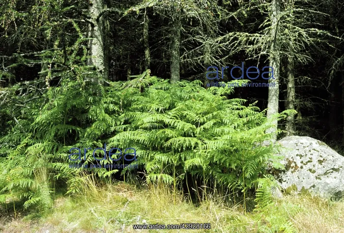  : BRACKEN