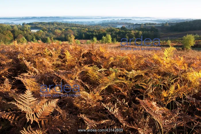 : Bracken. Autumnal bracken (Pteridium aquilinum) at dawn, England, Sussex, Ashdown Forest : Bracken. Autumnal bracken (Pteridium aquilinum) at dawn, England, Sussex, Ashdown Forest