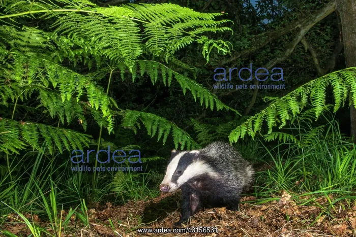 : Bracken. European Badger (Meles meles) cub walking under Bracken : Bracken. European Badger (Meles meles) cub walking under Bracken