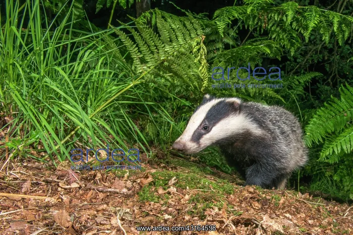 : Bracken. European badger cub (Meles meles) emerging through bracken : Bracken. European badger cub (Meles meles) emerging through bracken