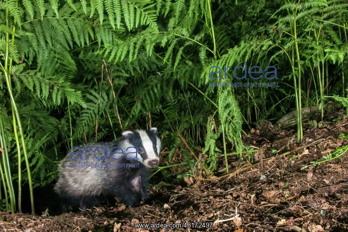 : Bracken. European badger cub (Meles meles) and bracken : Bracken. European badger cub (Meles meles) and bracken