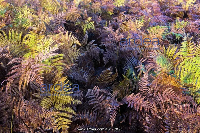 : Bracken. Autumnal bracken (Pteridium aquilinum), England, Sussex, Ashdown Forest : Bracken. Autumnal bracken (Pteridium aquilinum), England, Sussex, Ashdown Forest