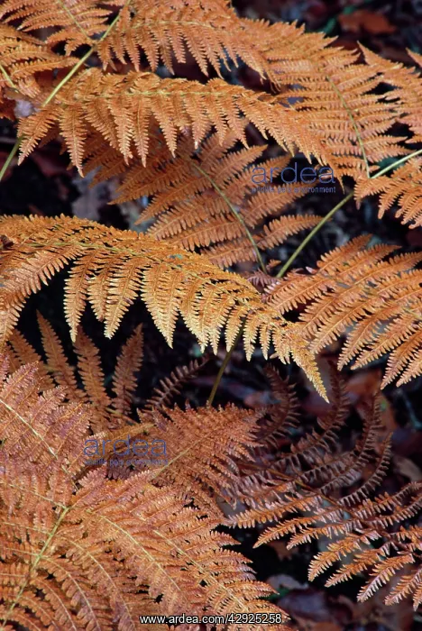  : BRACKEN - AUTUMN PATTERNS