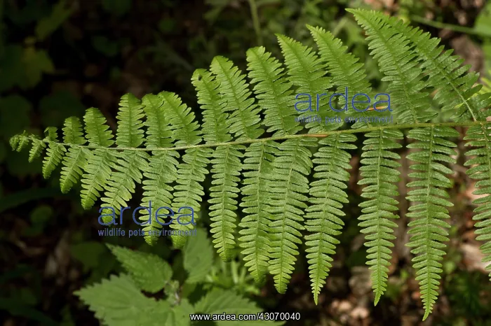 : Bracken / Brake (Pteridium aquilinum). Ravnsholte : Bracken / Brake (Pteridium aquilinum). Ravnsholte