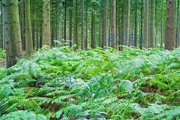 : Bracken and Conifers : Bracken and Conifers