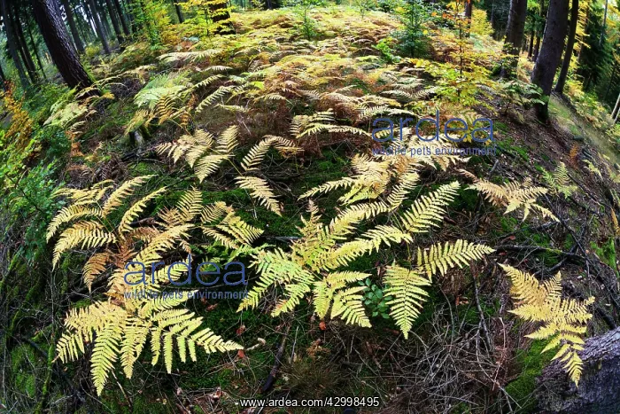 : Bracken / Eagle Fern - fronds in autumn colour in : Bracken / Eagle Fern - fronds in autumn colour in