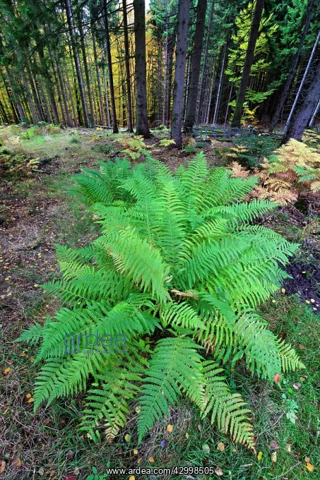 : Bracken / Eagle Fern - fronds in autumn colour in : Bracken / Eagle Fern - fronds in autumn colour in