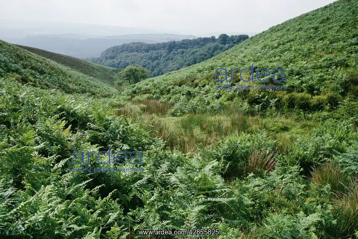 : BRACKEN - encroaching : BRACKEN - encroaching