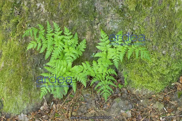 : Bracken Fern 02 : Bracken Fern 02