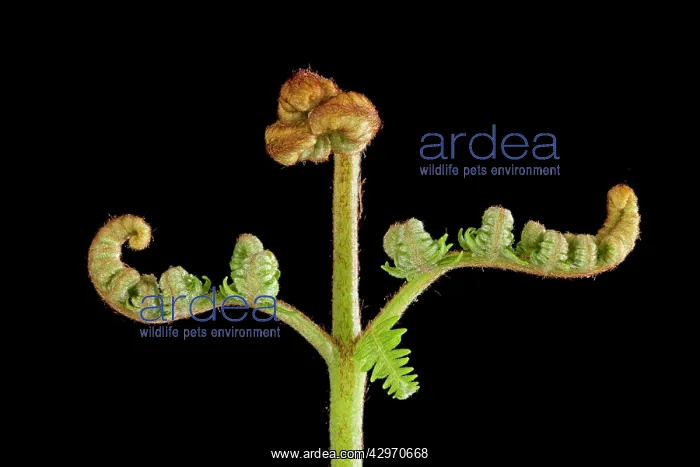 : Bracken Fern - development of leaves in spring : Bracken Fern - development of leaves in spring