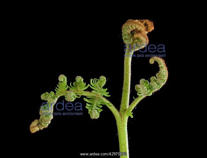 : Bracken Fern - development of leaves in spring : Bracken Fern - development of leaves in spring