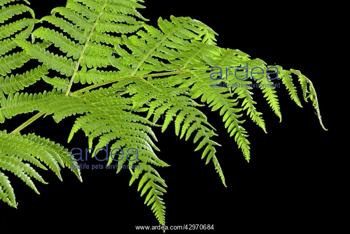 : Bracken Fern - development of leaves in spring : Bracken Fern - development of leaves in spring