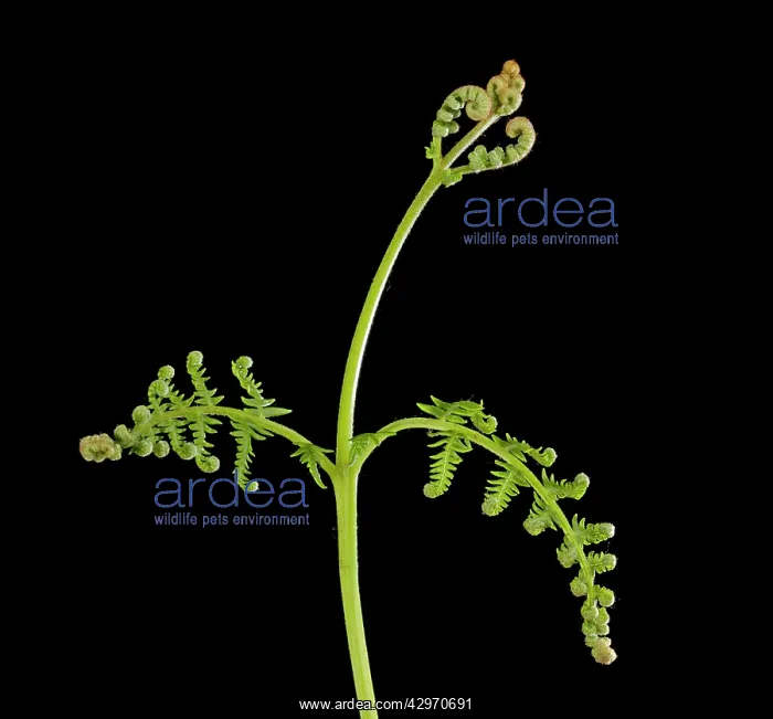 : Bracken Fern - development of leaves in spring : Bracken Fern - development of leaves in spring