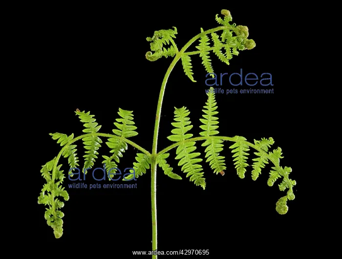 : Bracken Fern - development of leaves in spring : Bracken Fern - development of leaves in spring