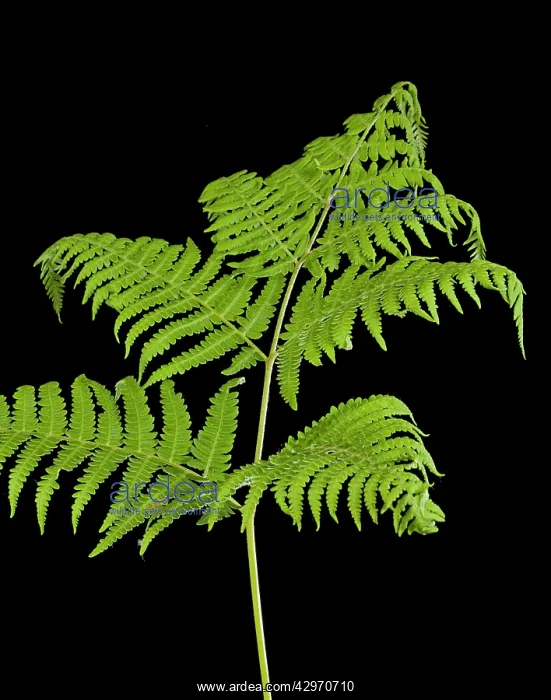 : Bracken Fern - development of leaves in spring : Bracken Fern - development of leaves in spring