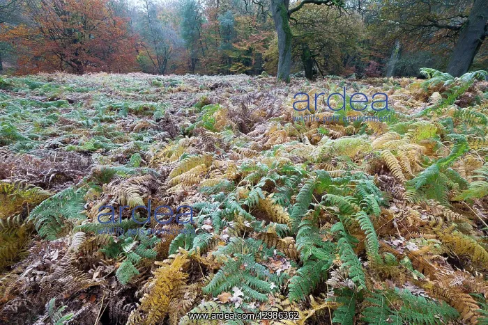 : Bracken Fern - in a woodland glade : Bracken Fern - in a woodland glade
