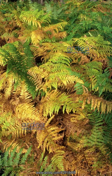 : BRACKEN - FERNS IN AUTUMN COLOUR : BRACKEN - FERNS IN AUTUMN COLOUR
