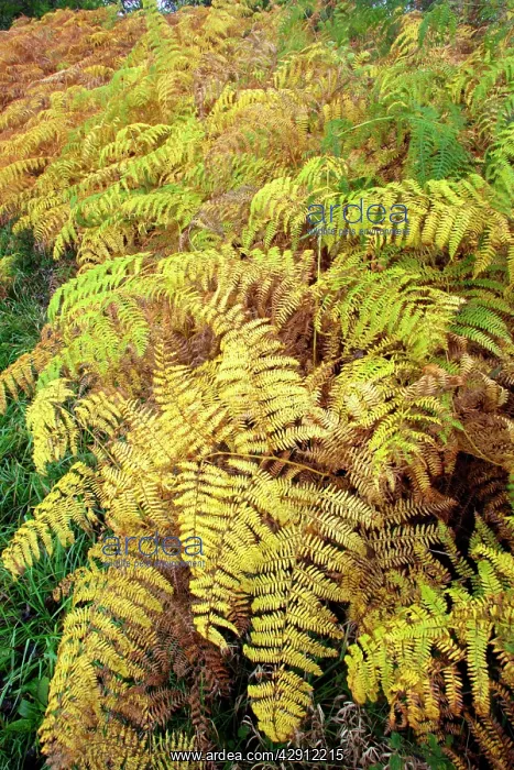 : Bracken - fronds in autumn colour : Bracken - fronds in autumn colour