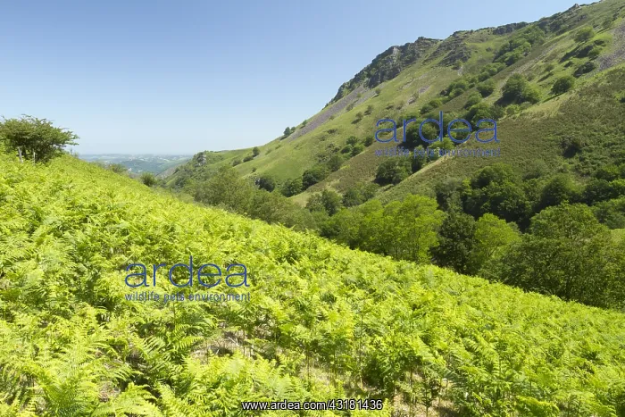 : Bracken (Pteridium aquilinum) with, at the bottom : Bracken (Pteridium aquilinum) with, at the bottom