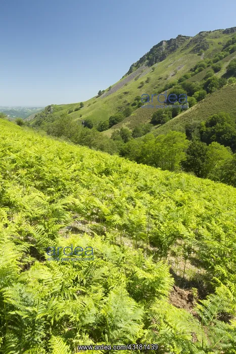 : Bracken (Pteridium aquilinum) with, at the bottom : Bracken (Pteridium aquilinum) with, at the bottom