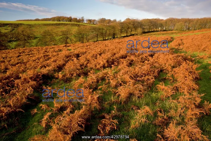 : Bracken - turning red in autumn Great Hill / Triscombe : Bracken - turning red in autumn Great Hill / Triscombe