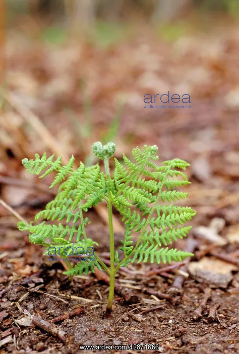  : BRACKEN - unfurling