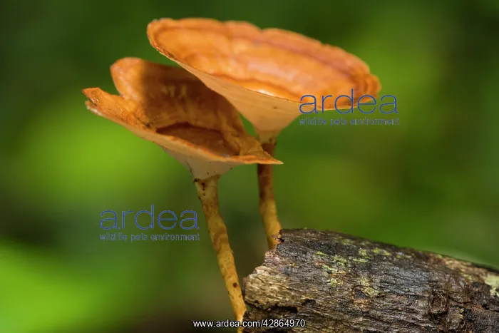 : Bracket Fungi - brightly coloured fungi grows on : Bracket Fungi - brightly coloured fungi grows on