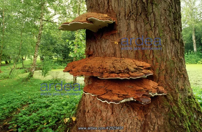 : Bracket Fungus : Bracket Fungus