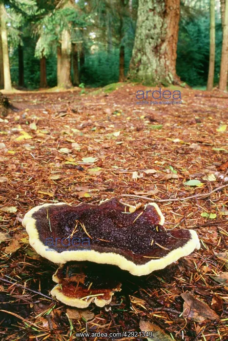 : Bracket Fungus - arising from roots of Coniferous Trees : Bracket Fungus - arising from roots of Coniferous Trees