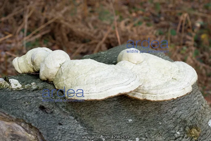  : Bracket fungus on a beech log