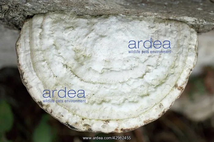 : Bracket fungus - Bracket fungus on a beech log : Bracket fungus - Bracket fungus on a beech log