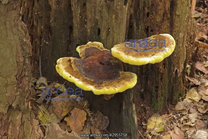 : Bracket Fungus - on deciduous trees, especially : Bracket Fungus - on deciduous trees, especially