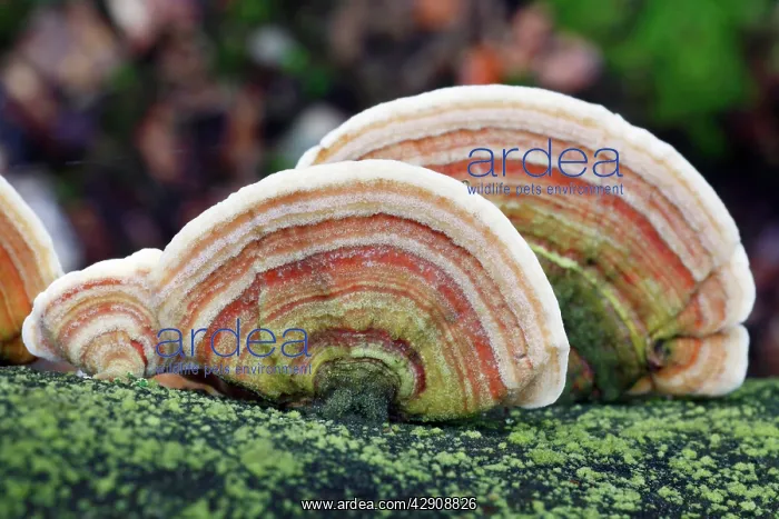 : Bracket Fungus - growing on dead tree stem : Bracket Fungus - growing on dead tree stem