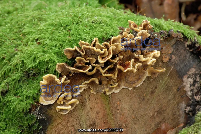 : Bracket fungus - Habitat - on fallen stumps : Bracket fungus - Habitat - on fallen stumps