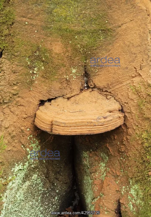  : Bracket Fungus - Habitat parasitic on deciduous