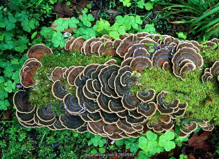 : Bracket FUNGUS - On old log : Bracket FUNGUS - On old log