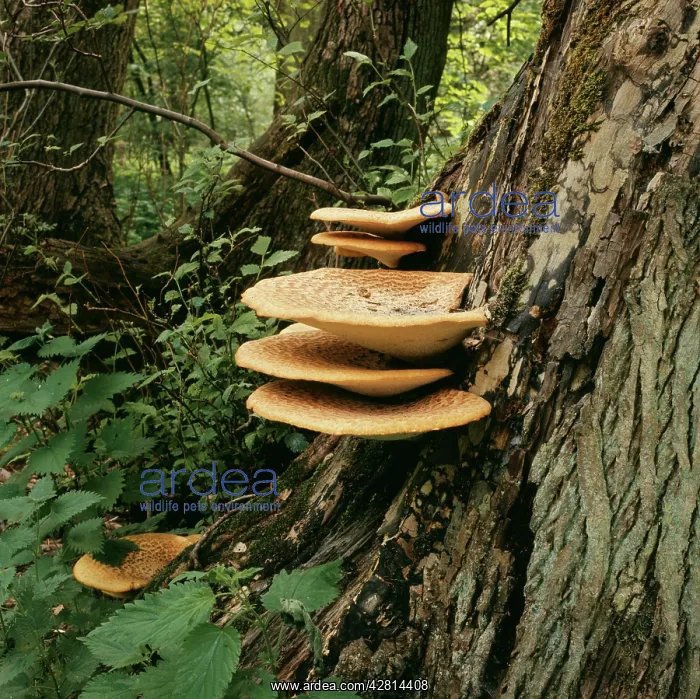  : A bracket fungus. Parasitic on decidous trees