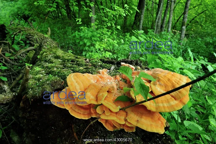 : Bracket Fungus Sulphur Polypore Sulphur Shelf Chicken : Bracket Fungus Sulphur Polypore Sulphur Shelf Chicken